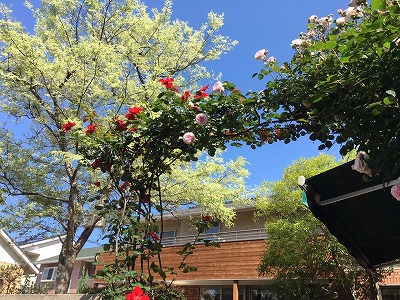 180517-1.jpg