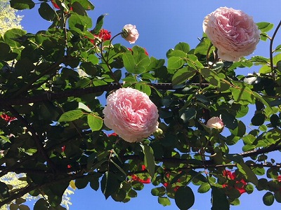 180517-3.jpg